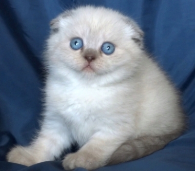 Син - пойнт клепоухо котенце със сини очи 