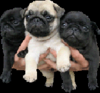 Mops 