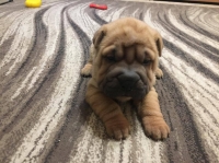 Shar Pej 