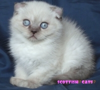 Син - пойнт късокосместо котенце със сини очи