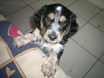 Leidi