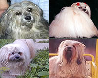 dogs