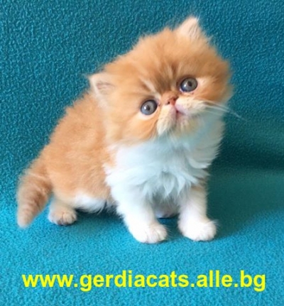 Продавам персийско коте