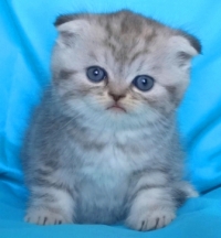 Синьо таби - клепоухо мъжко котенце