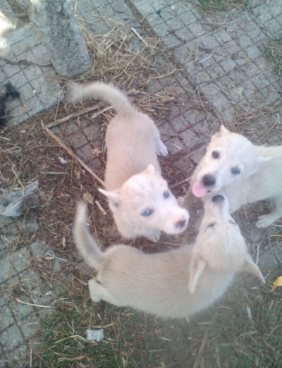 Две синеоки бели кученца за продажба