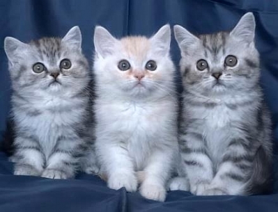 British and scottish fold