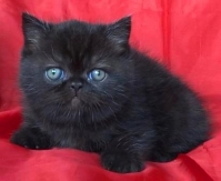 Черно късокосместо мъжко котенце