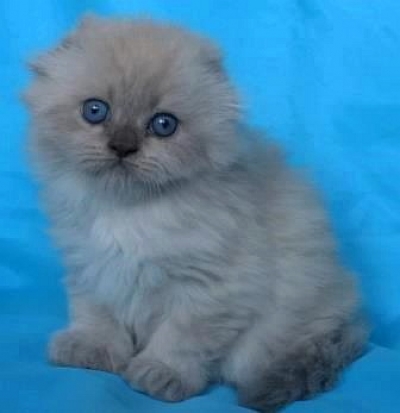 Син - пойнт клепоухо котенце със сини очи
