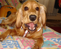 Caira