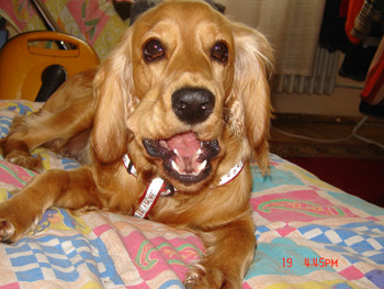 Caira