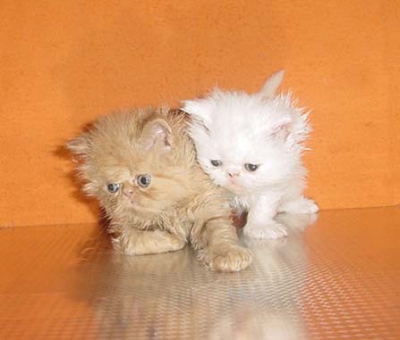 Персийски котенца - малки сме ,но бързо растем