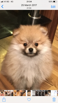 Pomerani