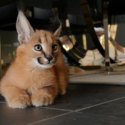 Нашите Serval, Savannah F1 и Caracal котенца с