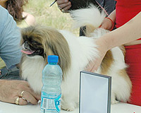 Пекинез