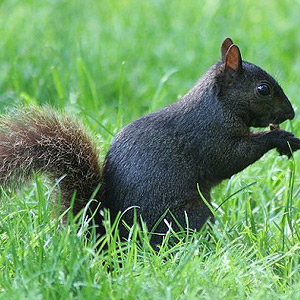 Black squirrel