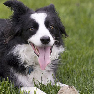 Border Collie