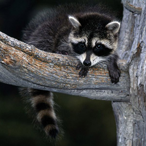 Raccoon