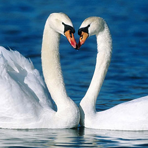 Swans